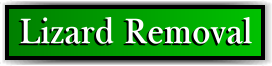 Pahokee, FL Lizard Removal