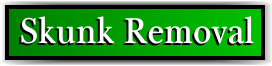 Pahokee, FL Skunk Removal