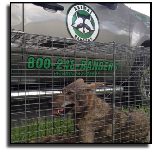Englewood, FL Coyote Removal Service