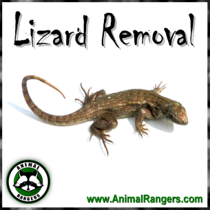 Deerfield Beach, FL Lizard Control Services