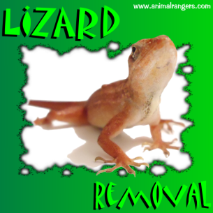 Deerfield Beach, FL Lizard Removal Services