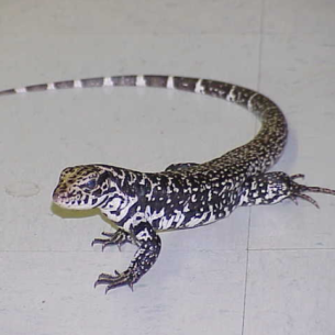 How to Get Rid of Lizards - Deerfield Beach, FL Iguana Control