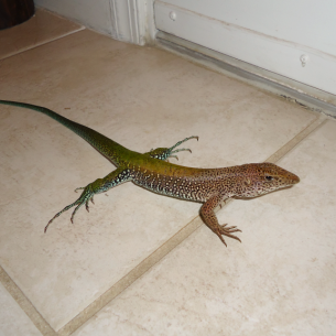 Deerfield Beach, FL Lizard Control and Iguana Removal Services