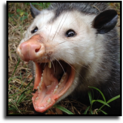 Coral Springs, FL Opossum Removal