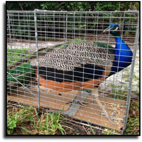 Parrish, FL Peacock Removal Service