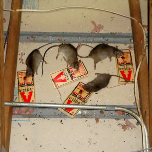 Get Rid of Rats in the Attic - Pembroke Pines, FL