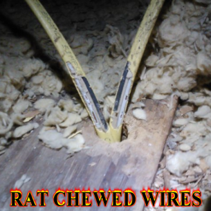 Pembroke Pines, FL Rat Exterminators and Pest Control Services