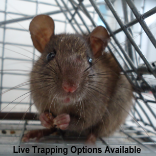 Pembroke Pines, FL Humane Rat Removal Services