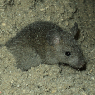 Pembroke Pines, FL Rat Exterminators