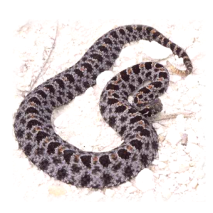 Pahokee, FL Rattlesnake Removal Services