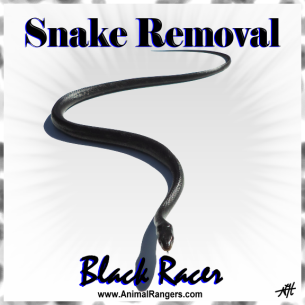 Pahokee, FL Black Snake Removal
