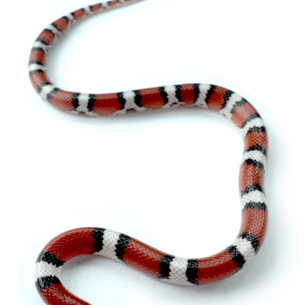 Get Rid of Snakes - Pahokee, FL
