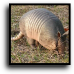 Fort Lauderdale, FL Armadillo Removal