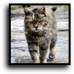 Martin County Feral Cat Removal