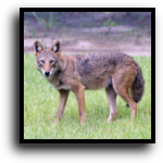 Martin County Coyote Removal