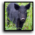 Martin County Hog Removal