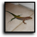 Fort Lauderdale, FL Lizard Removal