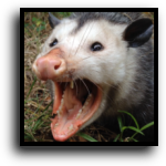 Martin County Opossum Removal