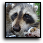 Martin County Raccoon Removal
