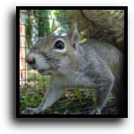 Martin County Squirrel Removal
