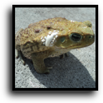 North Port, FL Toad Removal