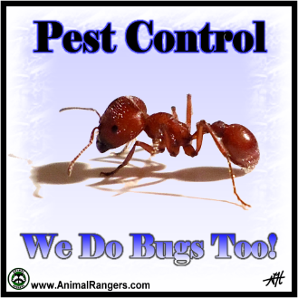 Lee County Pest Control Services
