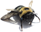 Florida Bee Control Experts