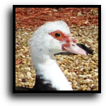 Palm Beach County, FL Duck Removal Service