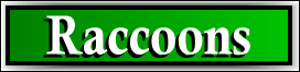 Coconut Creek, FL Raccoon Removal Service