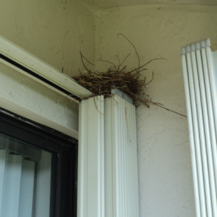 Animal Rangers Bird Nest Removal Services