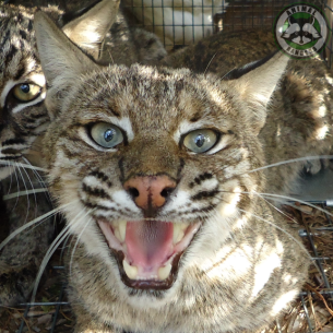 Animal Rangers Nuisance Bobcat Removal Services