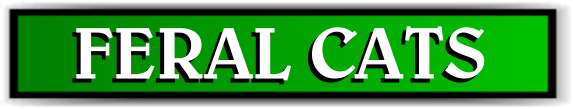 Animal Rangers, FL Feral Cat Information - Florida Wildlife Control Services