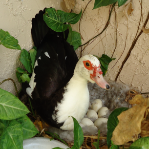Animal Rangers Muscovy Duck Removal Services