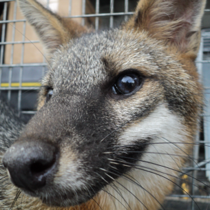 Animal Rangers Animal Control - Fox Removal