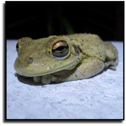 Sarasota County Frog Removal