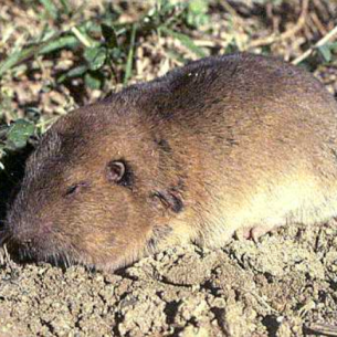 Palm Springs, FL Gopher Removal Services