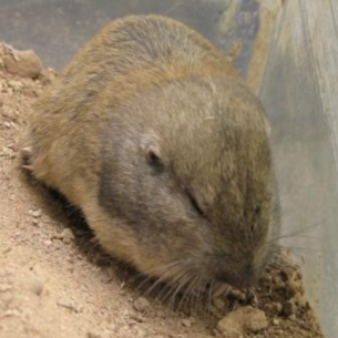 Get Rid of Gophers - Palm Springs, FL Animal Control