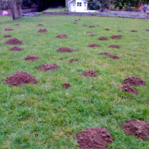 Get Rid of Gophers Digging in Yard - Palm Springs, FL