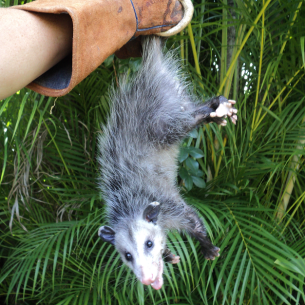 Palm Springs, FL Opossum Control Services