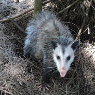 Animal Rangers Animal Control Opossum Removal