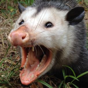 Animal Rangers Opossum Control Services