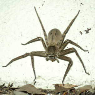 Get Rid of Spiders - Broward County