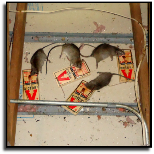 Florida Rodent Control