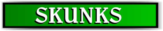 Animal Rangers, FL Skunk Information - Florida Wildlife Control Services