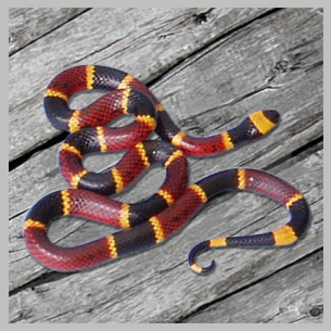 Animal Rangers, FL Florida Snake Control Services