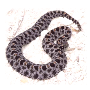 Jupiter, FL Rattlesnake Removal Services