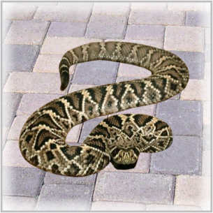 Animal Rangers, FL Florida Venomous Snake Removal Services