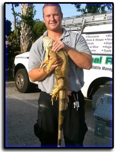 Iguana Removal  Animal Rangers, Sarasota County, Florida, FL Nuisance Wildlife Trapping, Removal, Pest Control Services, Attic Cleaning, Sanitizing, Restoration, Decontamination
