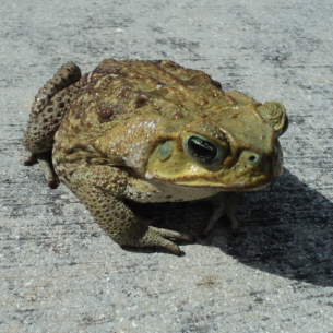 Animal Rangers Get Rid of Toads - Wildlife Control