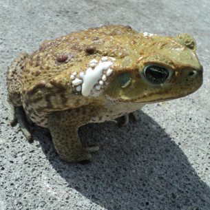 Animal Rangers Cane Toad Removal and Control